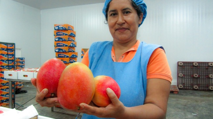 Per Logr Exportar M S De Mil Toneladas De Mango En La Temporada