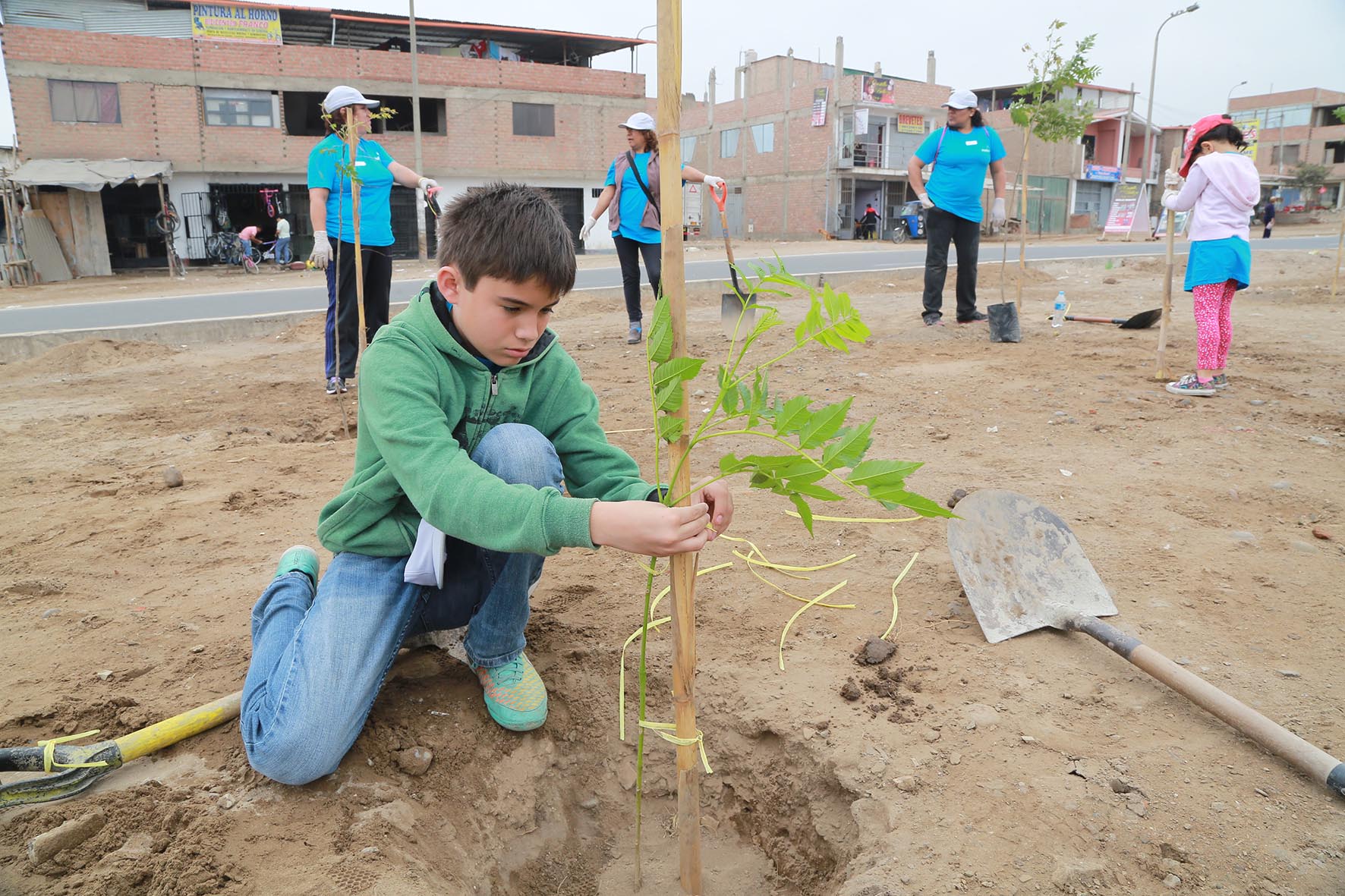 Molle serrano - Municipalidad Distrital de MirafloresMunicipalidad