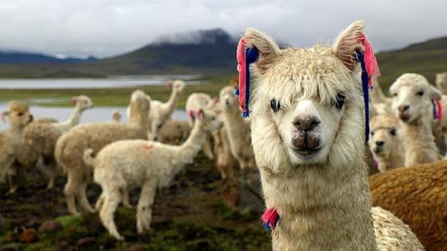 アルパカbe alpaca made in peru .hechoenperu レディース