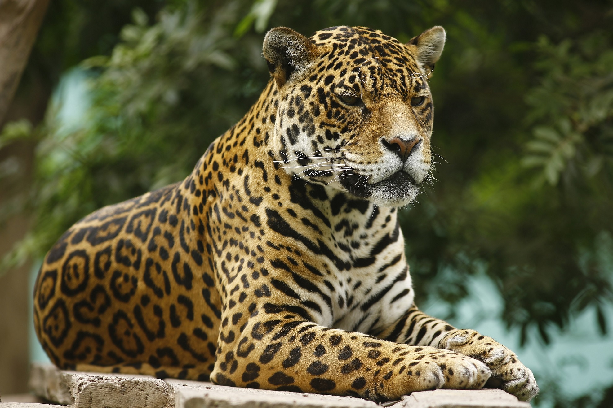 Día Internacional del Jaguar: conoce a este imponente felino en el