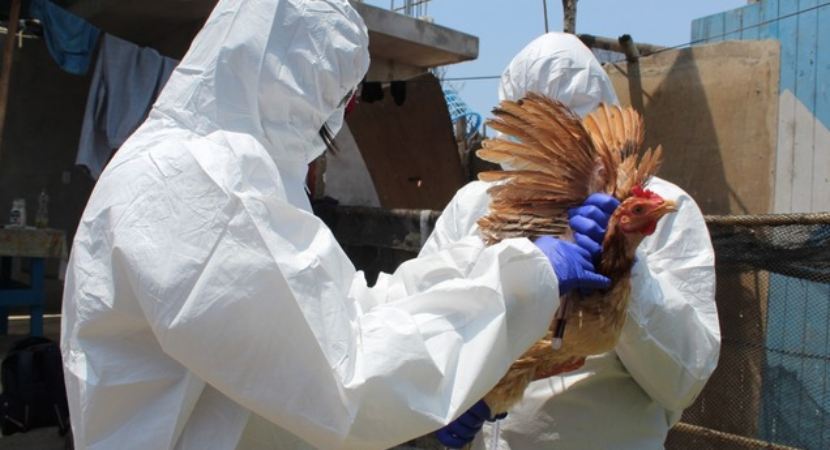 La Libertad Avian Influenza: First case of avian influenza detected in Chippon commercial farm