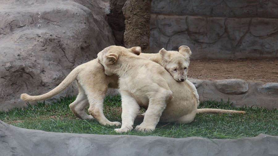 Parque de las Leyendas presenta primera pareja de leones blancos | TVPerú