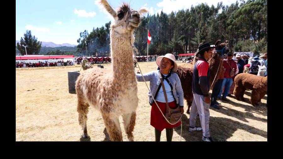 Festival Internacional de Camélidos 2024