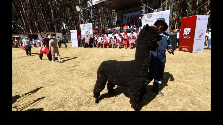 Festival Internacional de Camélidos 2024