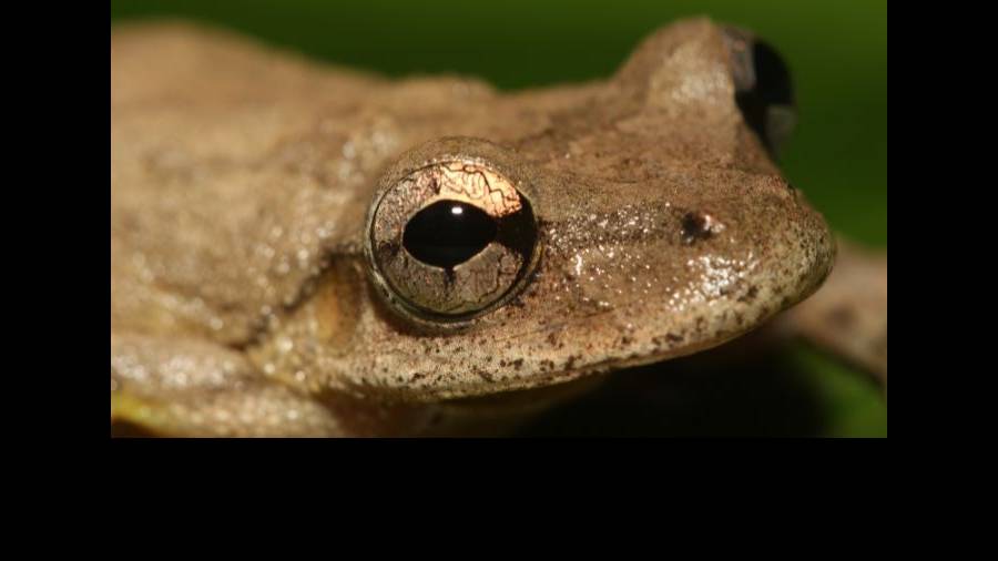 rana amazonia