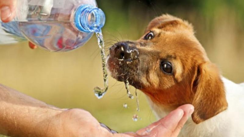 GOLPE DE CALOR EN MASCOTAS