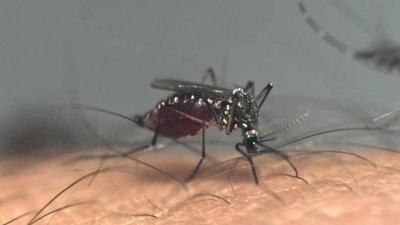 Dengue en América Latina