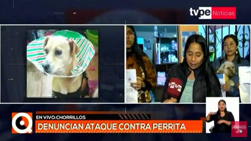 Chorrillos agresión sexual perrita Molly