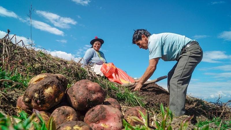 agropecuarios censo inei agricultores