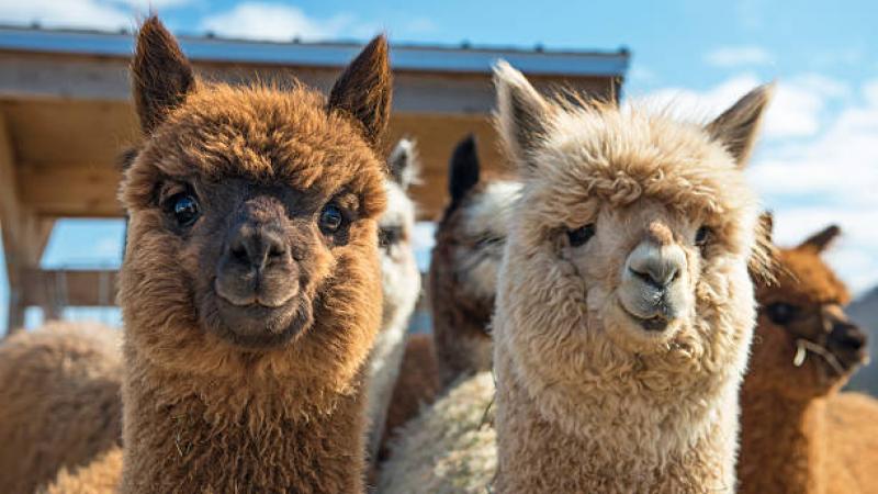 Alpaca Día Nacional de la Alpaca Productores fibra de alpaca exportaciones Midagri Ministerio de Desarrollo Agrario y Riego