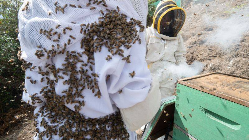 Mujeres apicultoras de Cajamarca