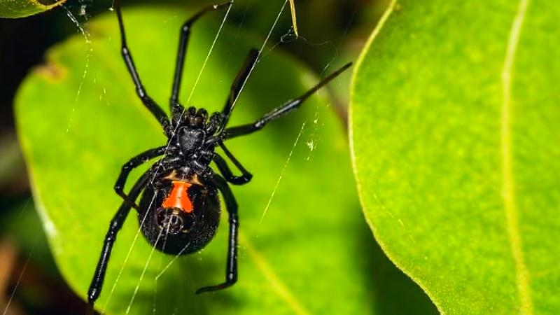 Viuda negra picadura veneno MINSA CAYETANO