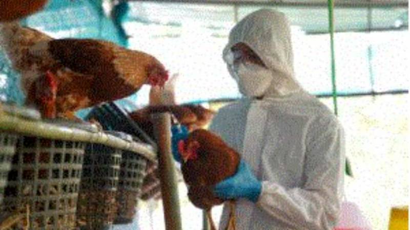 Influenza Aviar