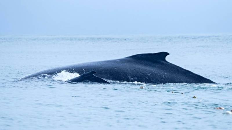 ballena tumbes pesca