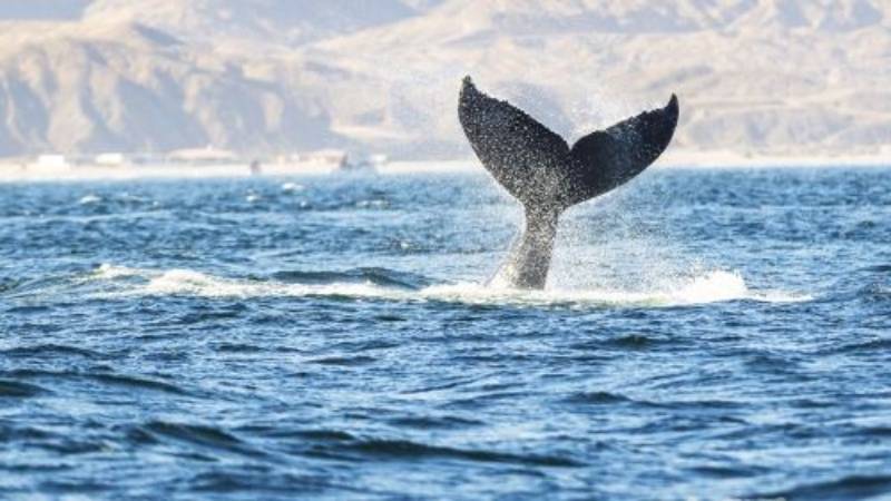 ballenas jorobadas minam turismo