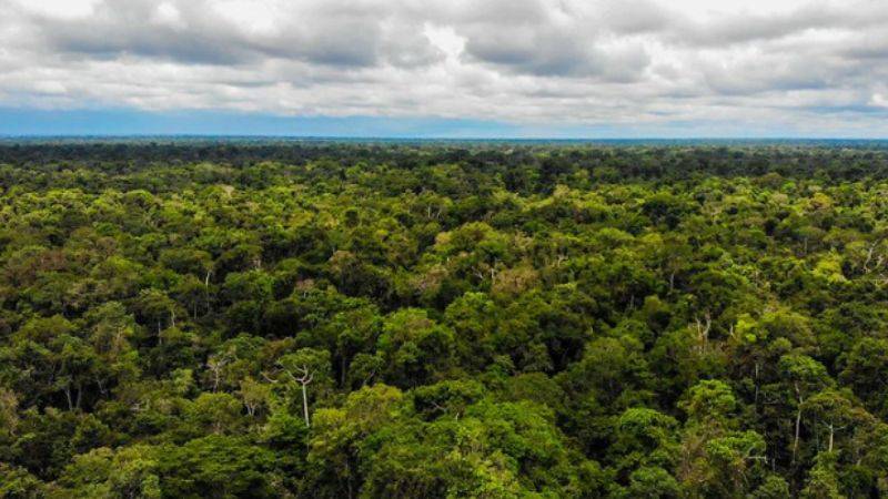 Bosques peruanos