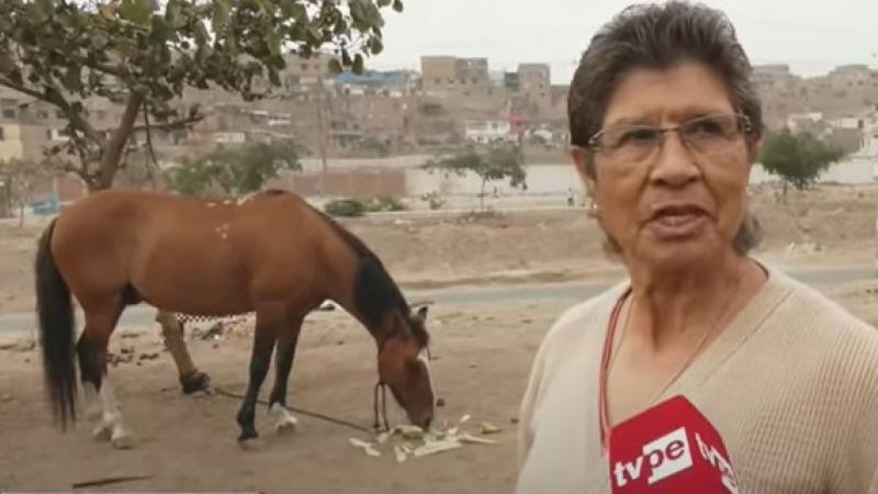 caballos san martin de porres