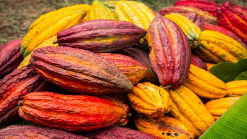 Cacao