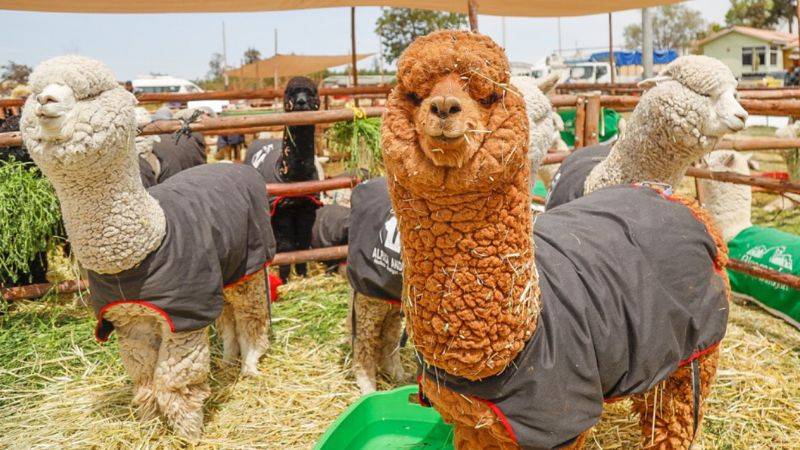 Alpacas