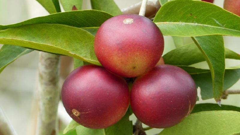 Nueva variedad de camu camu contiene alta dosis de vitamina C | TVPerú