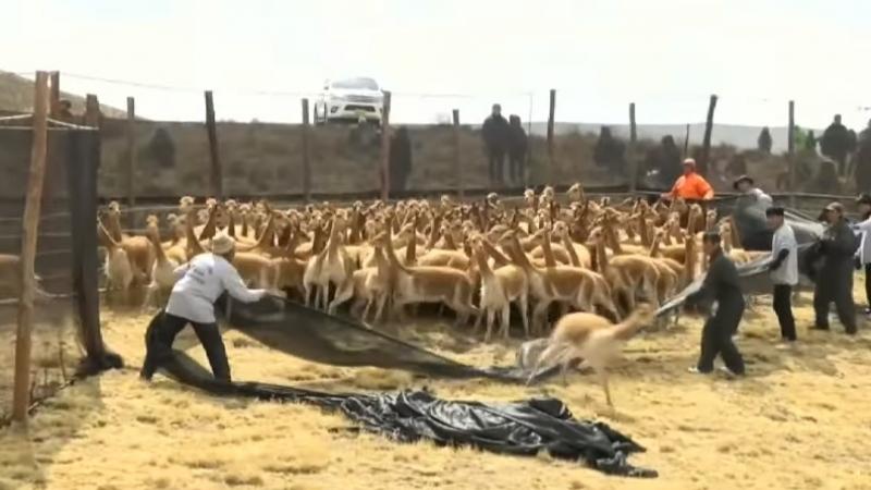 Junín celebró el chaccu ecoturístico de vicuñas. 