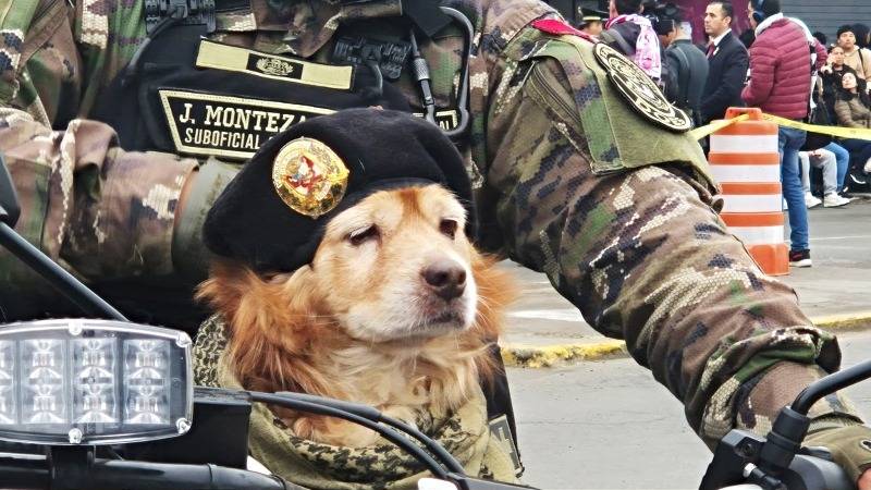 chato perrito desfile patrio fiestas patrias avenida brasil