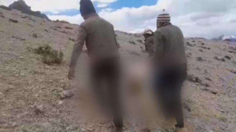 Cusco Cazadores Cazadores furtivos Matanza Vicuñas Policía Nacional Serfor Chumbivilcas redes sociales