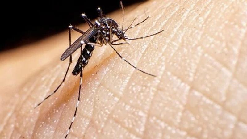 Dengue en Perú: advierten que aumento de temperatura por cambio climático favorece propagación del zancudo