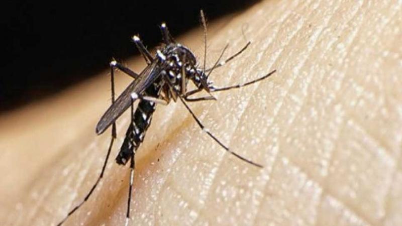 dengue en cajamarca