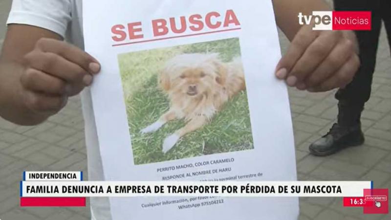 Independencia  denuncia empresa de transporte perrito