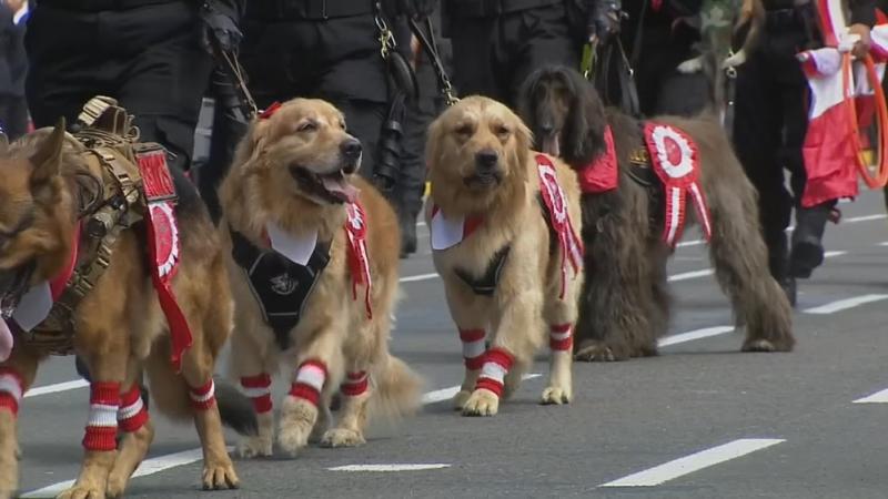 Desfile Cívico Militar Policía Canina PNP Fiestas Patrias Fiestas Patrias 2023