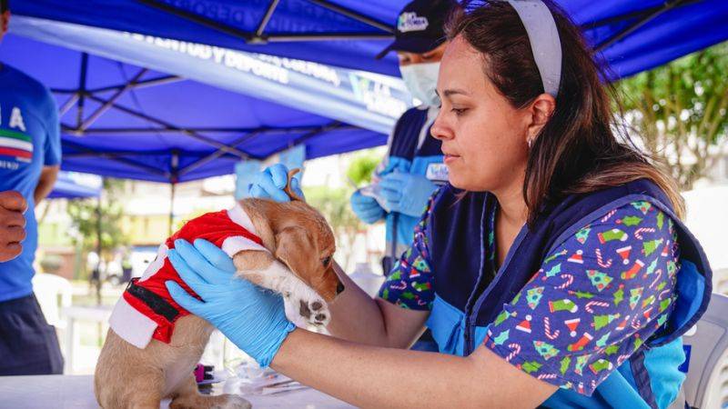 La Victoria mascotas