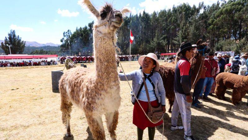 Festival Internacional de Camélidos 2024