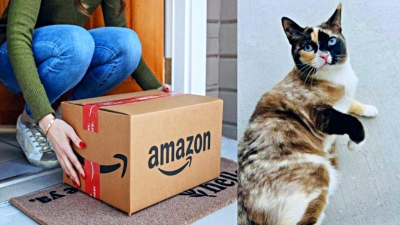 gata gato  Estados Unidos amazon