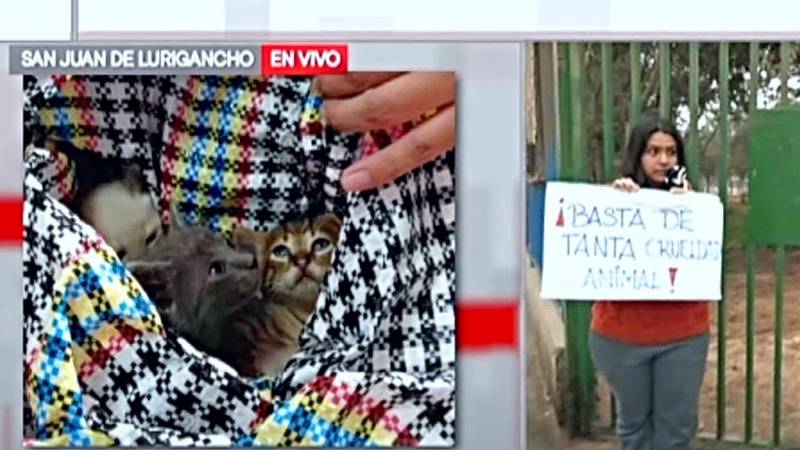  gatos perros abandono mascotas sjl