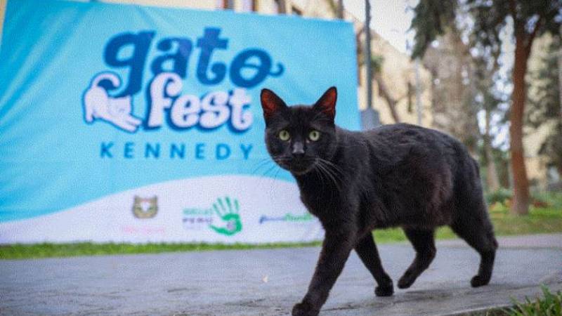gato