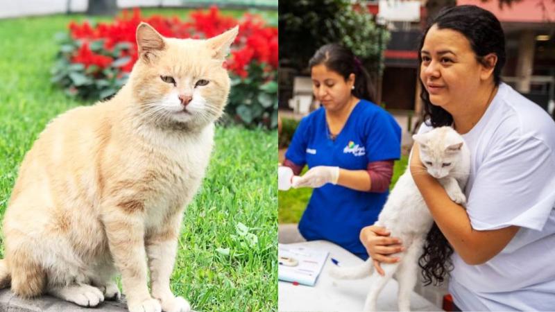 Miraflores: colocan microchips a 30 gatos del parque Kennedy 