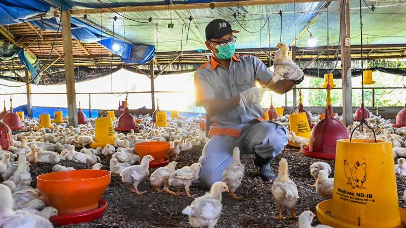 Gripe aviar: OMS advierte que el virus podría mutar con facilidad a las personas