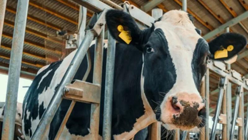 Estados Unidos: detectan gripe aviar en vacas lecheras 