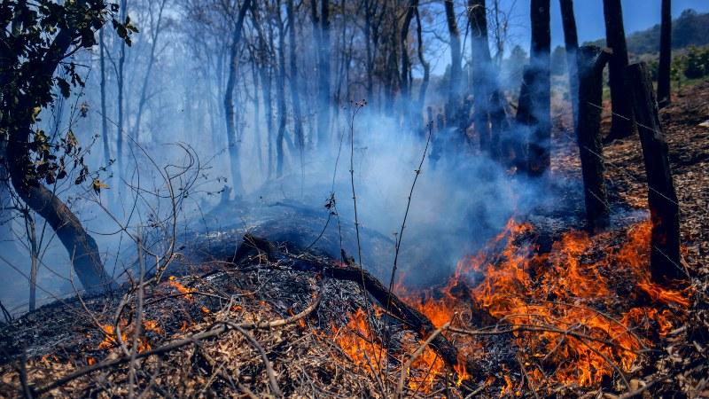incendio forestal méxico muertos