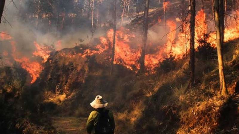 incendios forestales