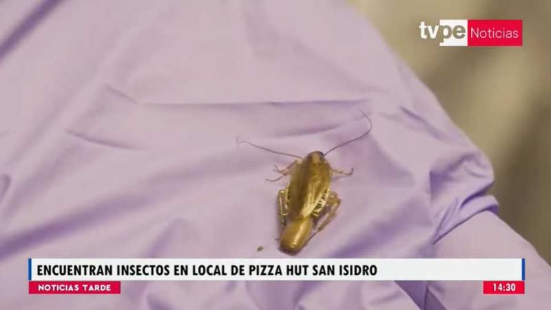 San Isidro: local de Pizza Hut es clausurado por presencia de insectos