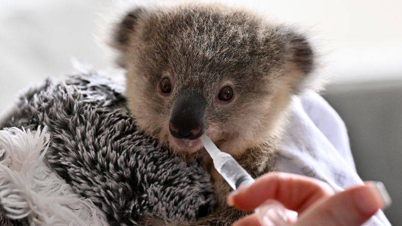 Koalas en Australia