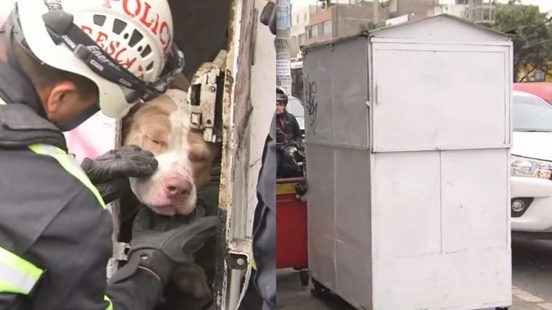 La Victoria Perro Policía Rescate maltrato animal