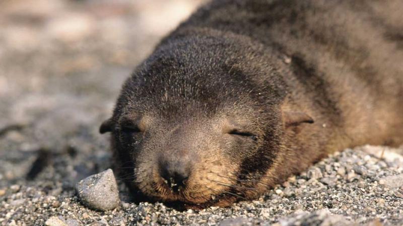 Serfor rechaza agresión a cría de lobo marino en Punta Hermosa