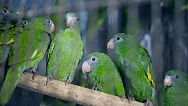 Loro serfor animales