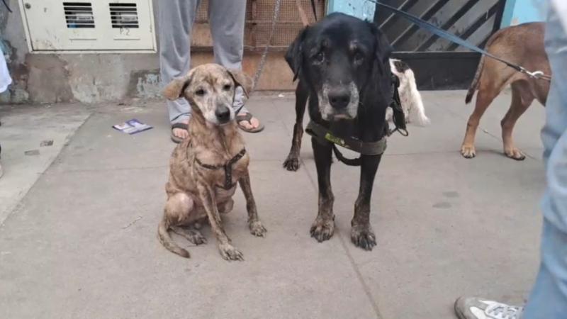 Maltrato animal SJM San Juan de Miraflores denuncia