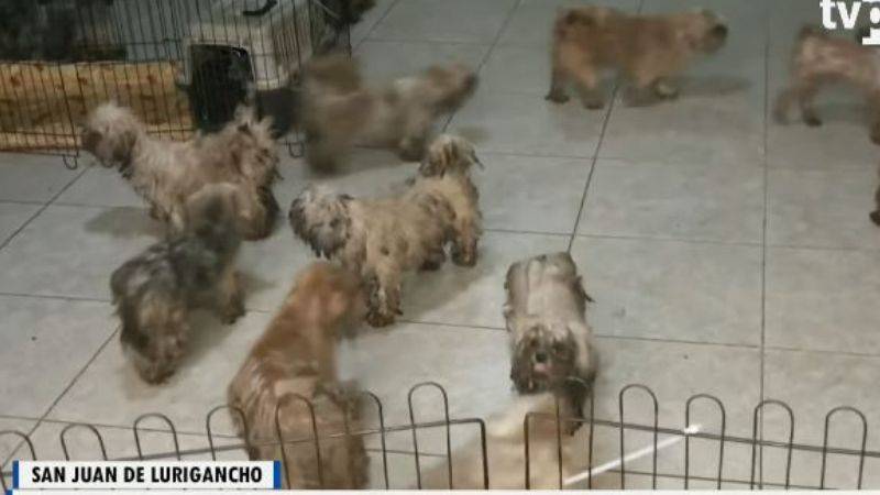Perros abandonados