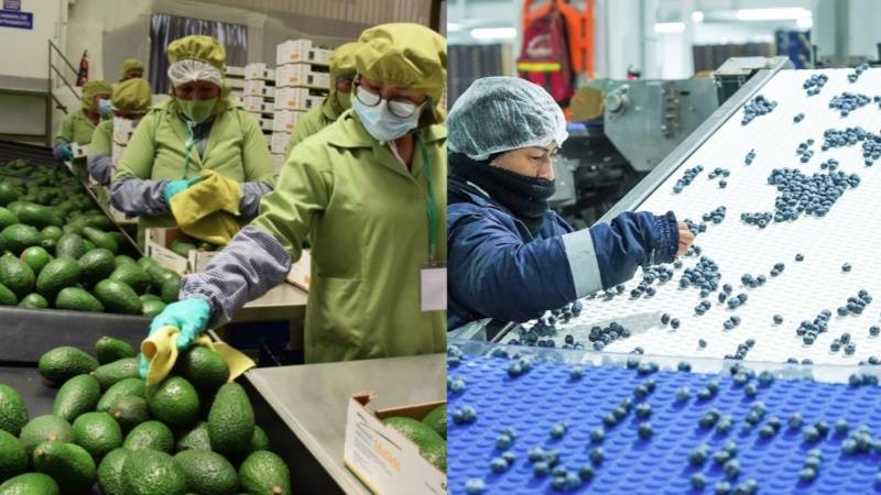 Midagri frutas agroexportaciones