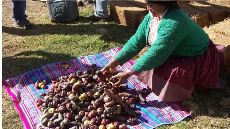 Dia Interncaionalde la Papa ONU Perú   